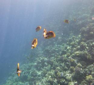Schnorcheln Makadi Bay