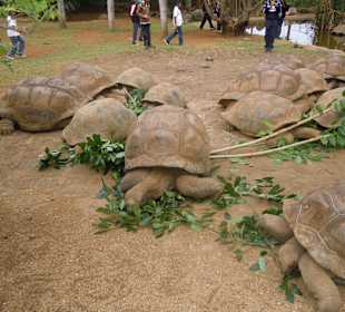 Freilaufende Riesenschildkröten