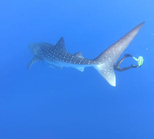 Schnorcheln Abu Soma