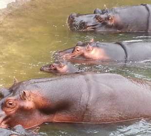 Nilpferde so süss aber so gefährlich