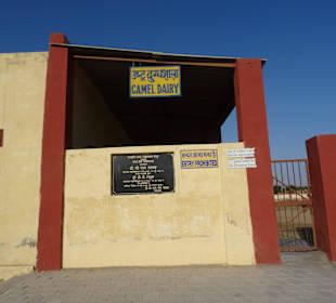 Auf dem Gelände der Kamelfarm