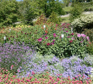 Blumenornament 4