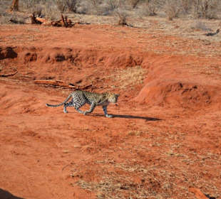 Leopard, erpäht im Tsavo Ost