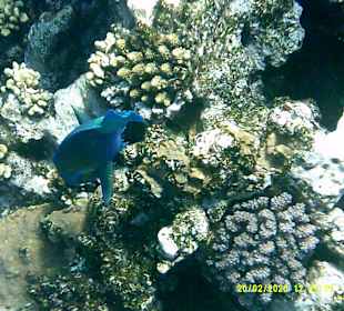 Schnorcheln Nabq Bay