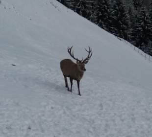 Wandern Dobbiaco / Toblach