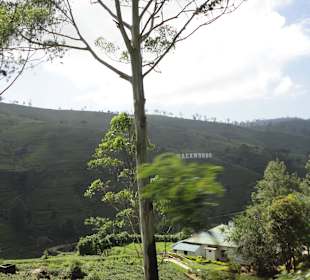 Nuwara Eliya