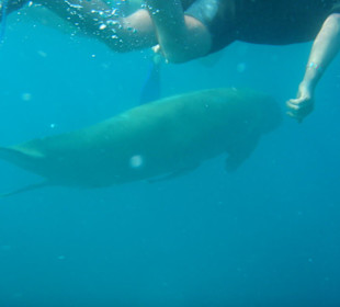 Seekuh / Dugong