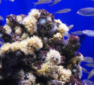 Korallenstock mit Fischen