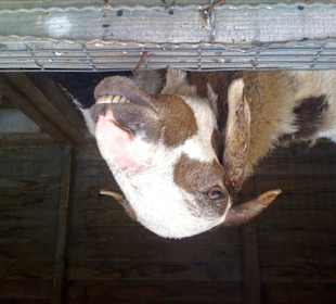 Lustige Ziege im Streichelzoo