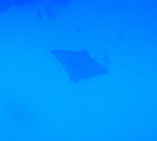 Meeresbewohner vom Riff Hotel Iberotel Coraya Beach