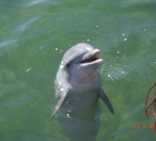 Delfinarium Varadero