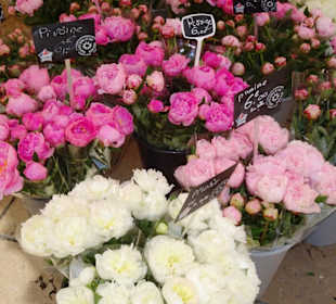 Eindrücke vom Blumenmarkt in Aix-en-Provence