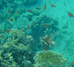 Schnorcheln am Hausriff Hotel Happy Life Village