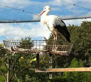 La cicogna nel nido
