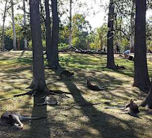 Like in europe birds on the streets