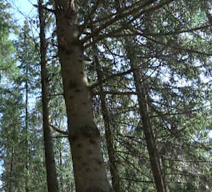 Baumlehrpfad Sontheim