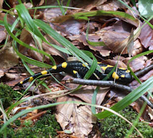 Salamander