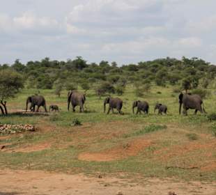 Krüger Nationalpark
