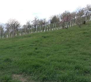 Der Grafenberg