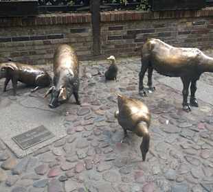 Zwierzaki w okolicy Rynku