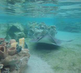 Schnorcheln am Grand Reef