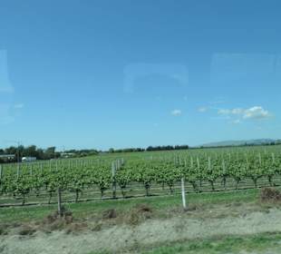 Wunderschöne Natur im Raum Blenheim
