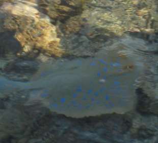 Blaupunktrochen/Innenriff