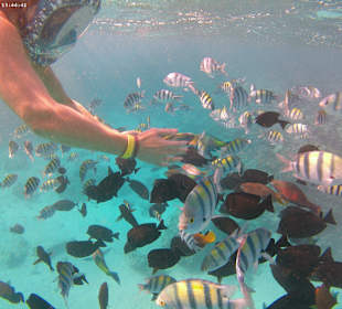 Schnorcheln Makadi Bay