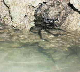 Можно увидеть рядом с отелем