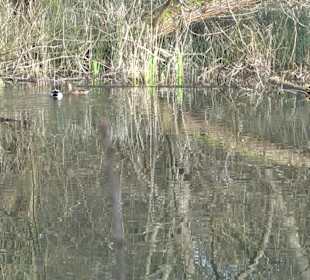 Kirchentellinsfurter Baggersee