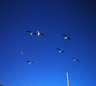 Lagunenfahrt durch El Gouna