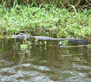 Alligator im Wasser