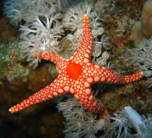 Seestern