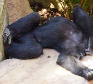 Schöner Stadt Zoo Fuengirola