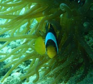 Nemo mit Anemone in der Bucht
