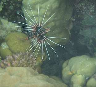 Strahlenrotfeuerfisch