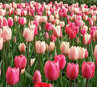 Tulpenwiese