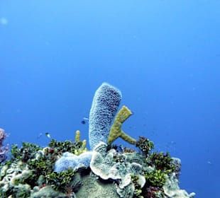 Tauchgang vor Cozumel