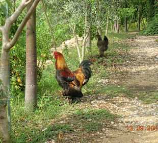Tierpark
