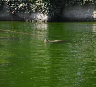 Zoo