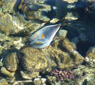 Am Hausriff gibt es viele bunte Fische