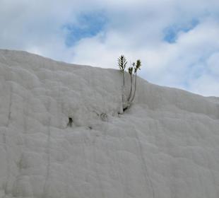 Gewächs aus den Kalkablagerungen