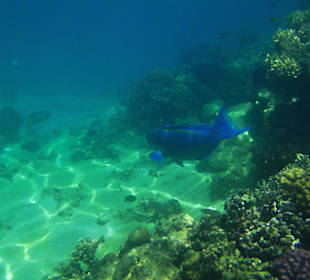 Am Hausriff unterwegs
