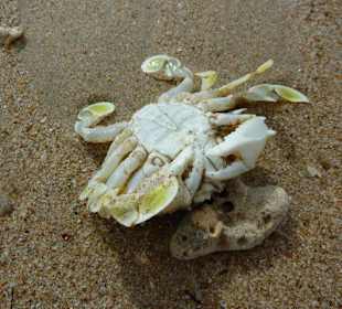 Ein toter Strandbewohner