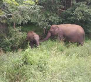 National Park Yala
