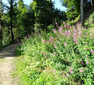 Wanderung durch die Kleine Luxemburger Schweiz