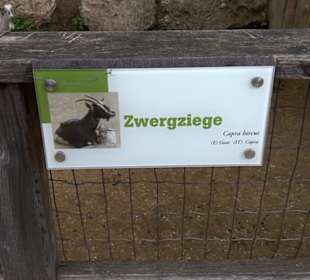 Eurasienbereich - Zwergziege