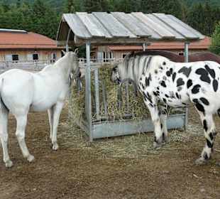 Endlich sind wir frei