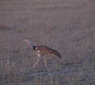 Tierwelt im Nationalpark