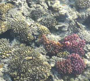 Schnorcheln Makadi Bay